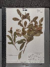 Pittosporum viridiflorum image