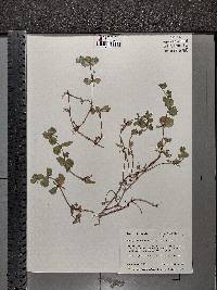 Bacopa rotundifolia image