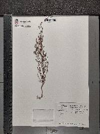 Chaenorhinum minus image