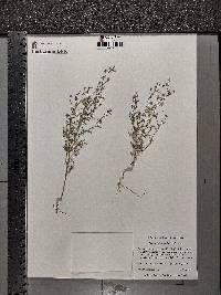 Chaenorhinum minus image