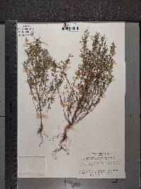 Chaenorhinum minus image