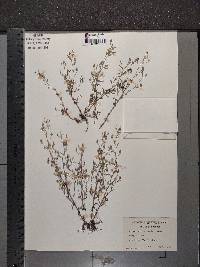 Chaenorhinum minus image