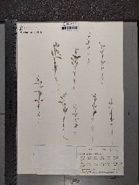 Chaenorhinum minus image