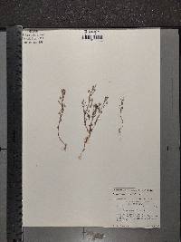 Chaenorhinum minus image