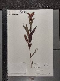 Chelone obliqua image