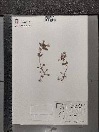 Collinsia verna image