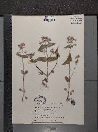 Collinsia verna image