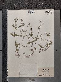 Collinsia verna image