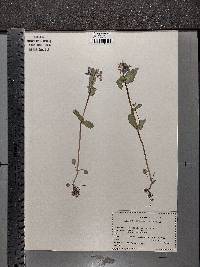 Collinsia verna image