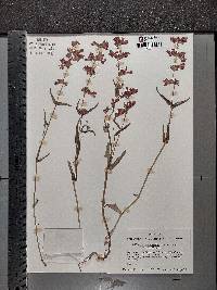 Collinsia heterophylla var. heterophylla image