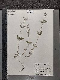 Collinsia verna image
