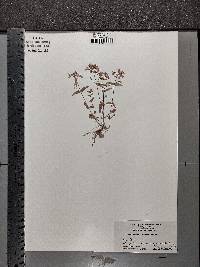 Collinsia verna image