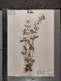 Collinsia verna image