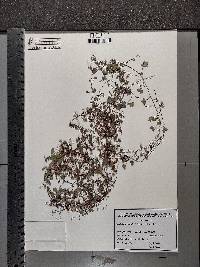 Cymbalaria muralis image