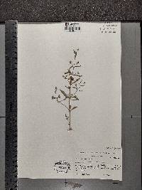 Gratiola neglecta image