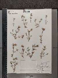 Gratiola ebracteata image