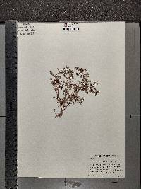 Gratiola neglecta image