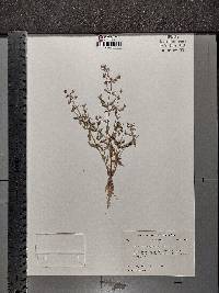 Gratiola neglecta image
