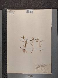 Gratiola virginiana image