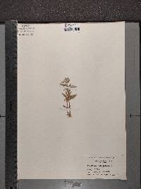 Gratiola virginiana image