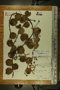 Cissus rotundifolia image