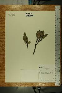 Media resource of Vaccinium exul