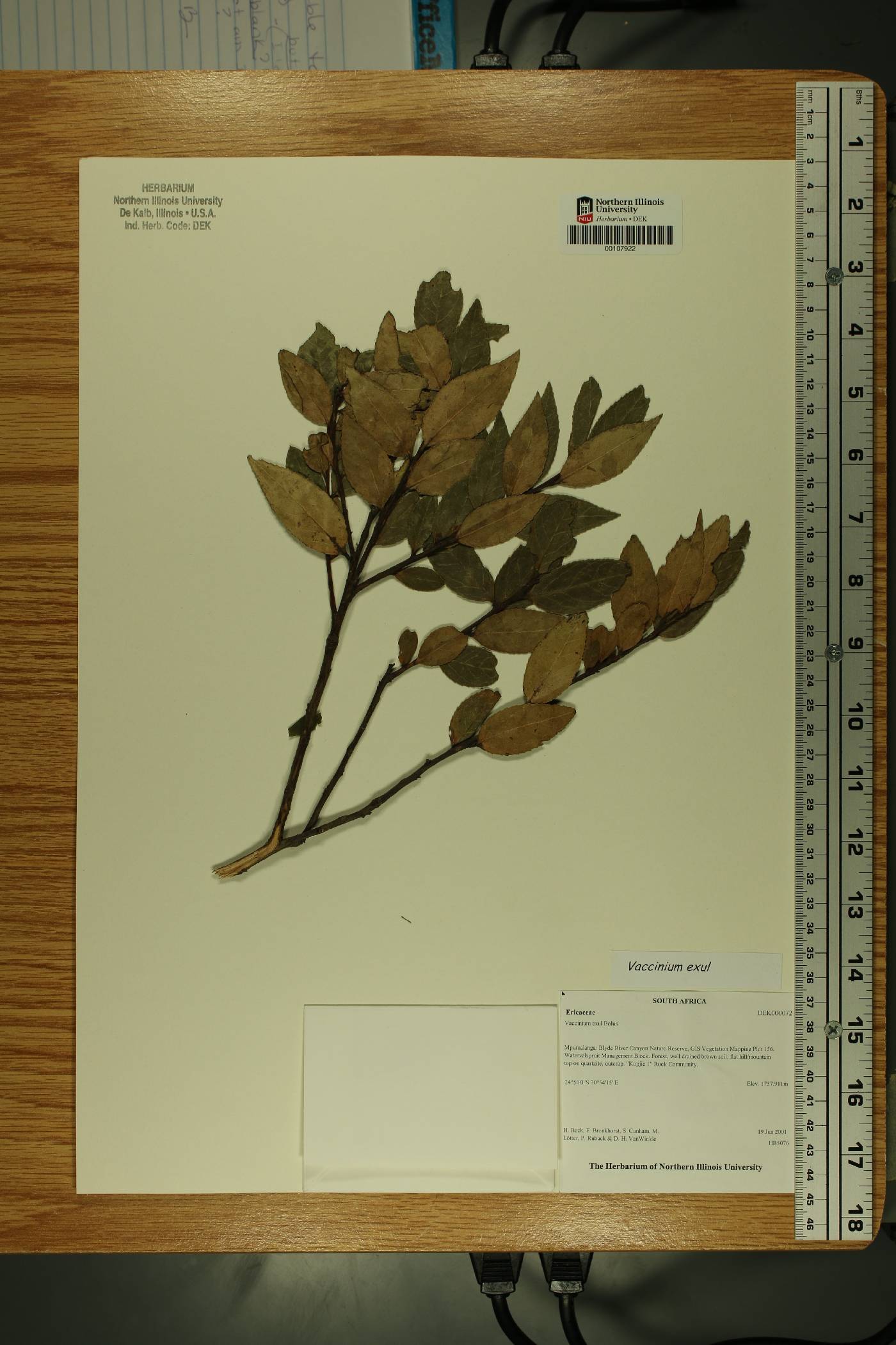 Vaccinium exul image