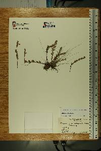 Vaccinium macrocarpon image