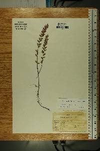 Vaccinium macrocarpon image