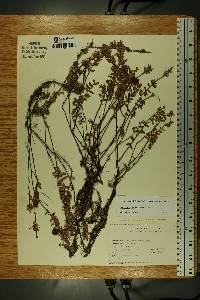 Vaccinium macrocarpon image
