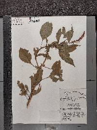 Phytolacca rivinoides image