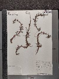 Limnophila sessiliflora image