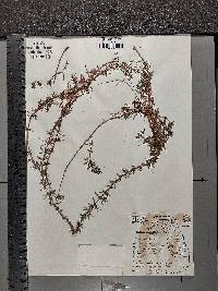 Limnophila sessiliflora image