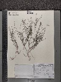 Linaria repens image