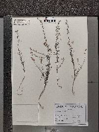 Linaria repens image