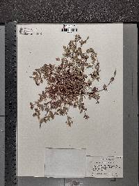 Mecardonia procumbens image