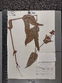 Penstemon calycosus image
