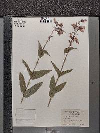Penstemon calycosus image
