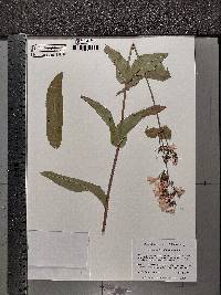 Penstemon digitalis image