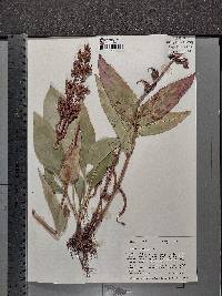 Penstemon digitalis image