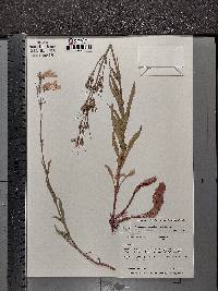 Penstemon hirsutus image