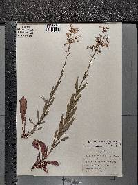 Penstemon pallidus image