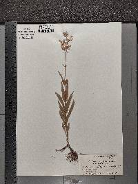 Penstemon pallidus image