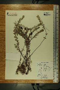 Vaccinium macrocarpon image