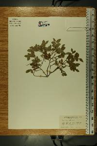 Vaccinium myrtillus image