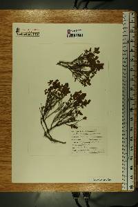 Vaccinium myrtillus image