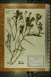 Vaccinium myrtillus image