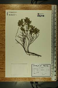Vaccinium myrtillus image