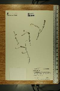 Vaccinium oxycoccos image