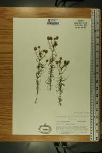 Plantago arenaria image